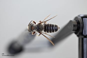 Media type: image;   Entomology 791080 Aspect: habitus dorsal view